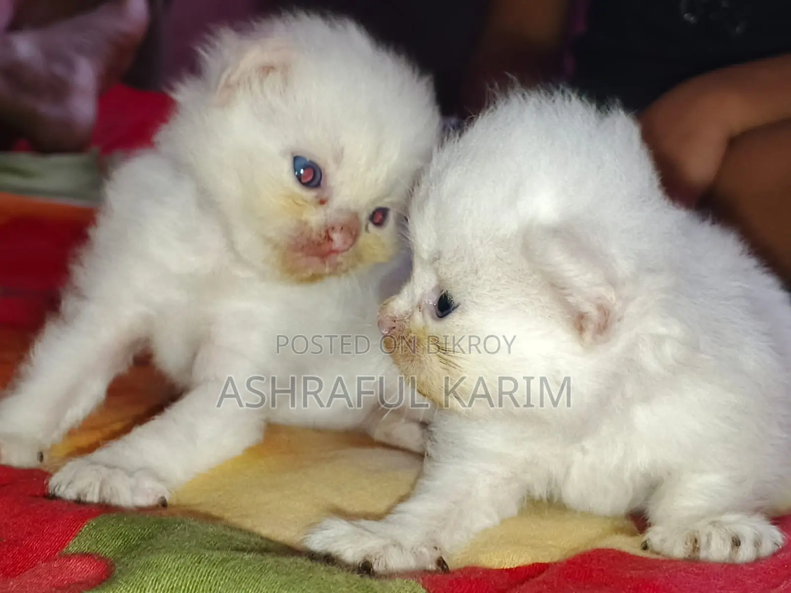 0-1 month Male Purebred Persian