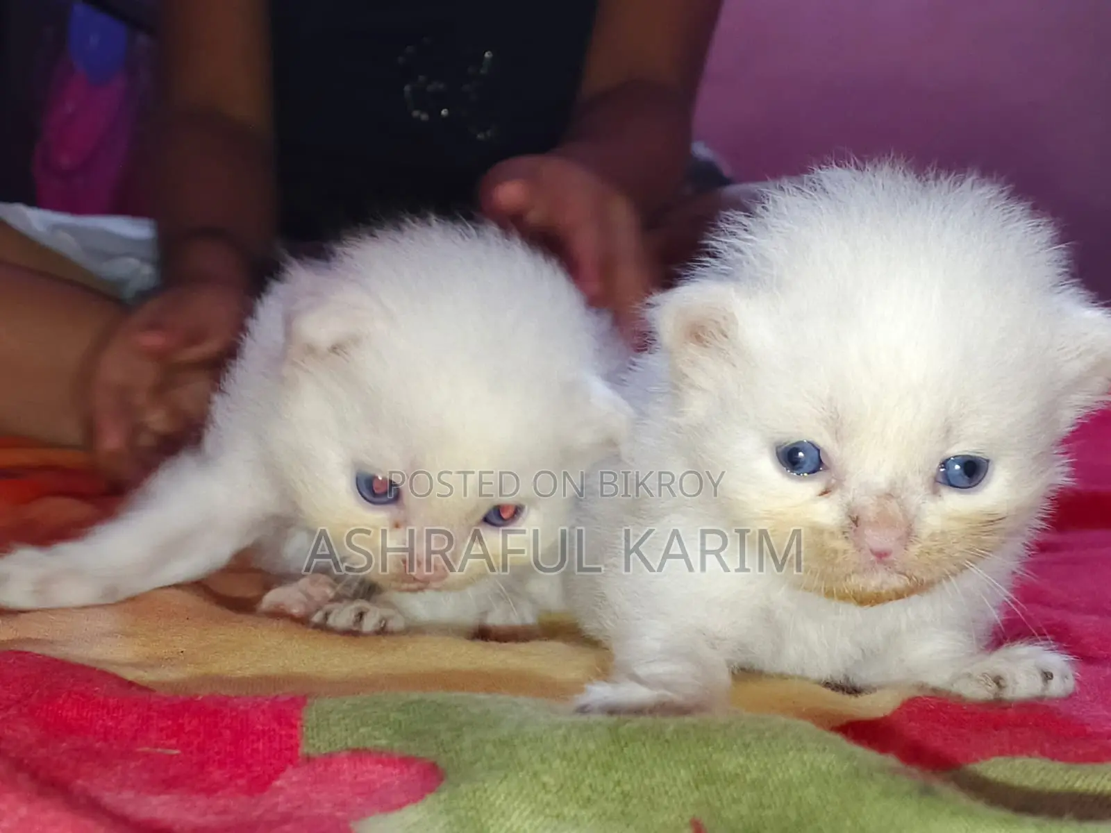 0-1 month Male Purebred Persian