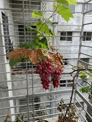 3-Year-Old Mature Grape Vine Currently Bearing Fruit.