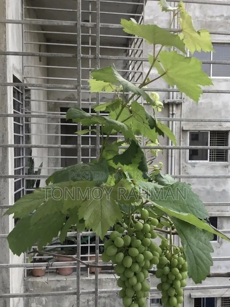 3-Year-Old Mature Grape Vine Currently Bearing Fruit.