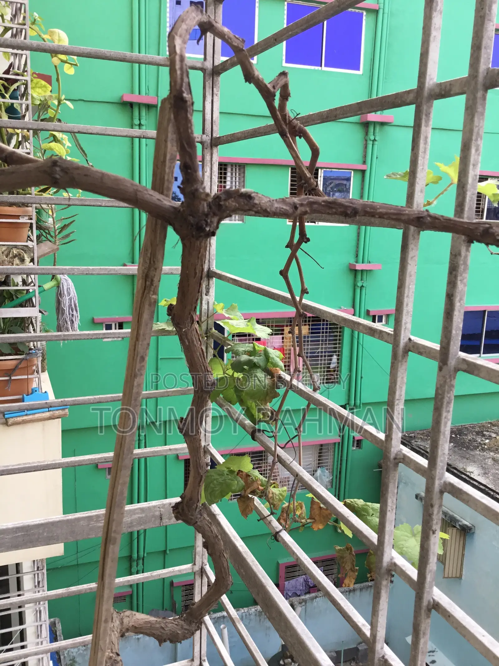 3-Year-Old Mature Grape Vine Currently Bearing Fruit.