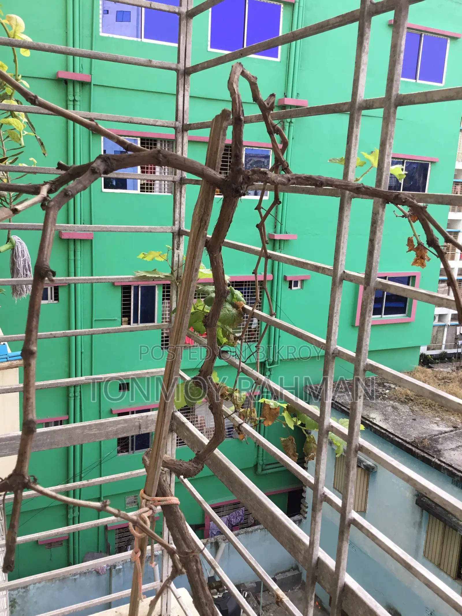 3-Year-Old Mature Grape Vine Currently Bearing Fruit.