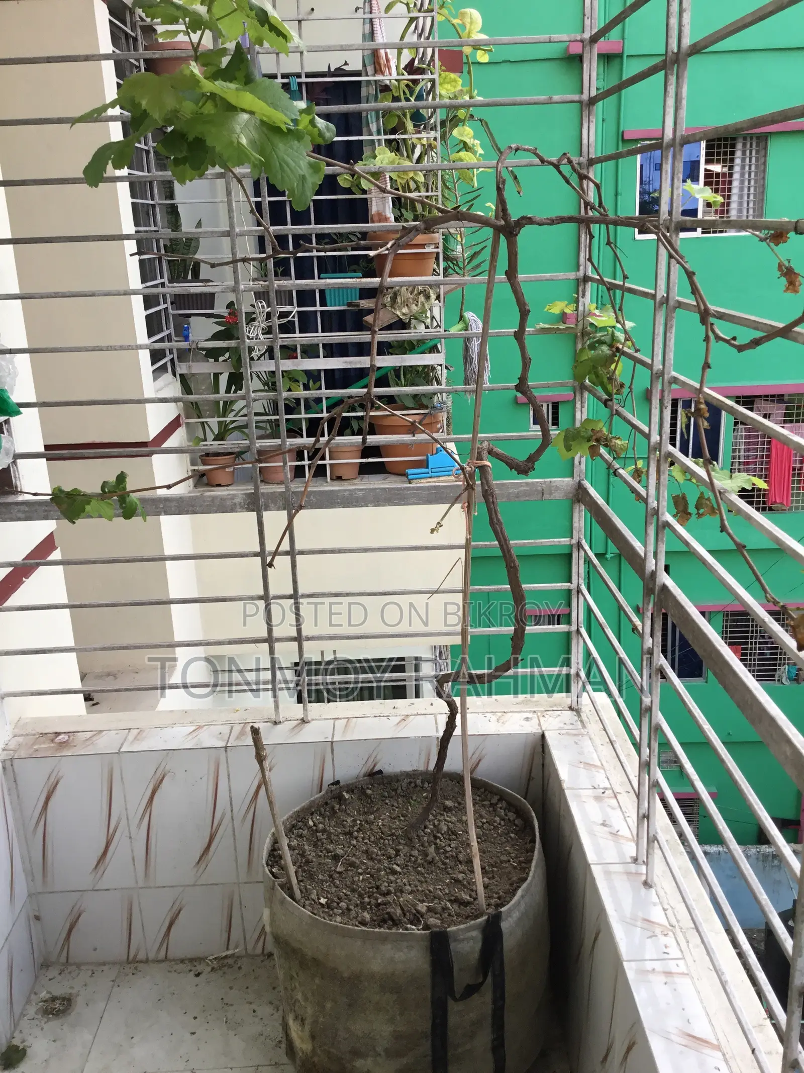3-Year-Old Mature Grape Vine Currently Bearing Fruit.