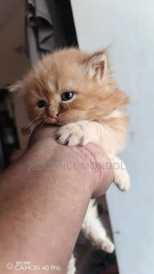1-3 months Female Purebred Persian