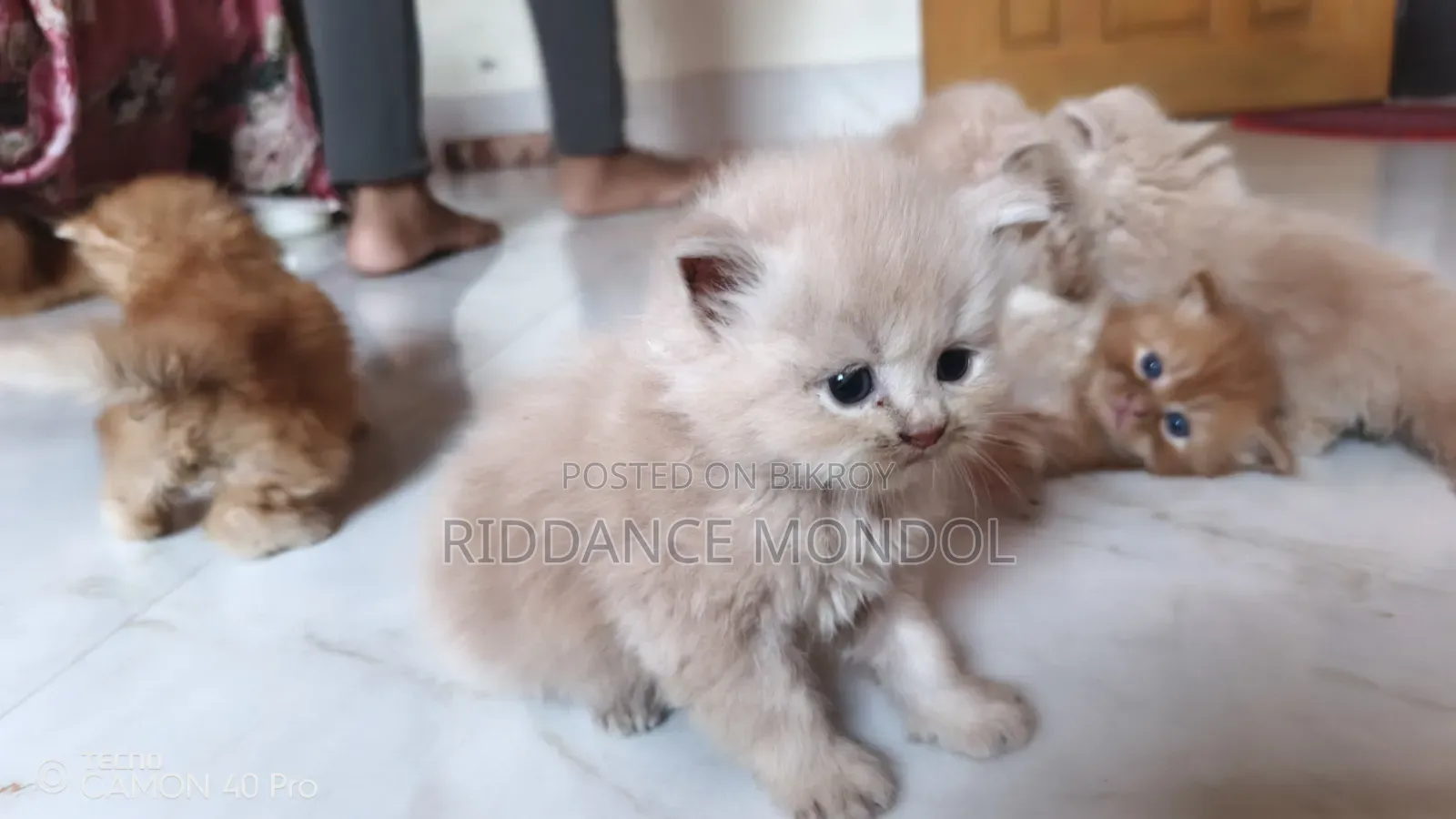 1-3 months Female Purebred Persian