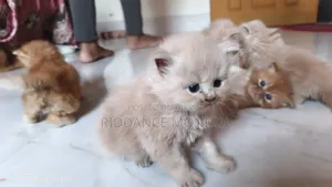 1-3 months Female Purebred Persian