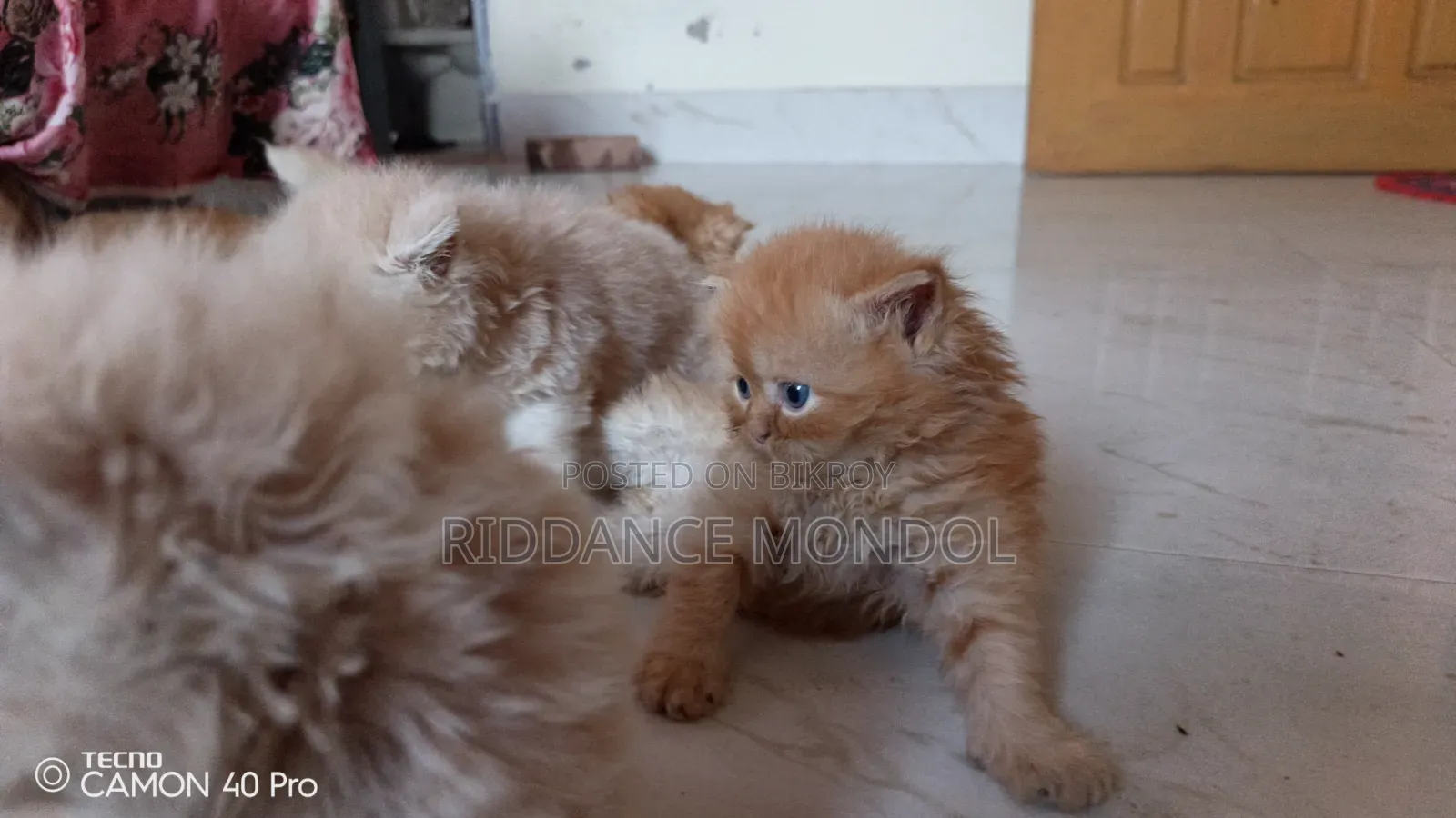 1-3 months Female Purebred Persian