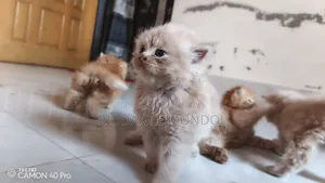1-3 months Female Purebred Persian