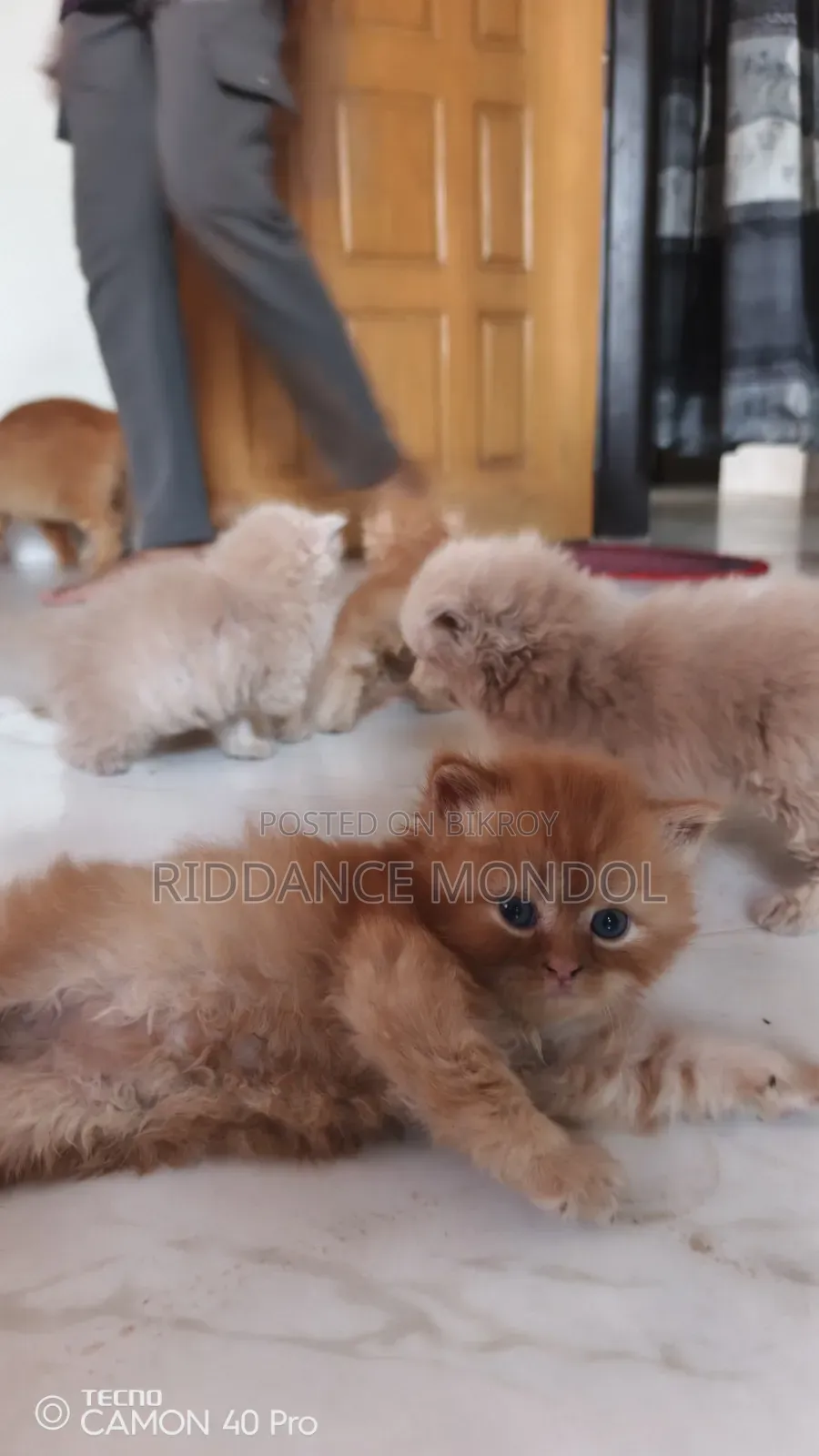 1-3 months Female Purebred Persian