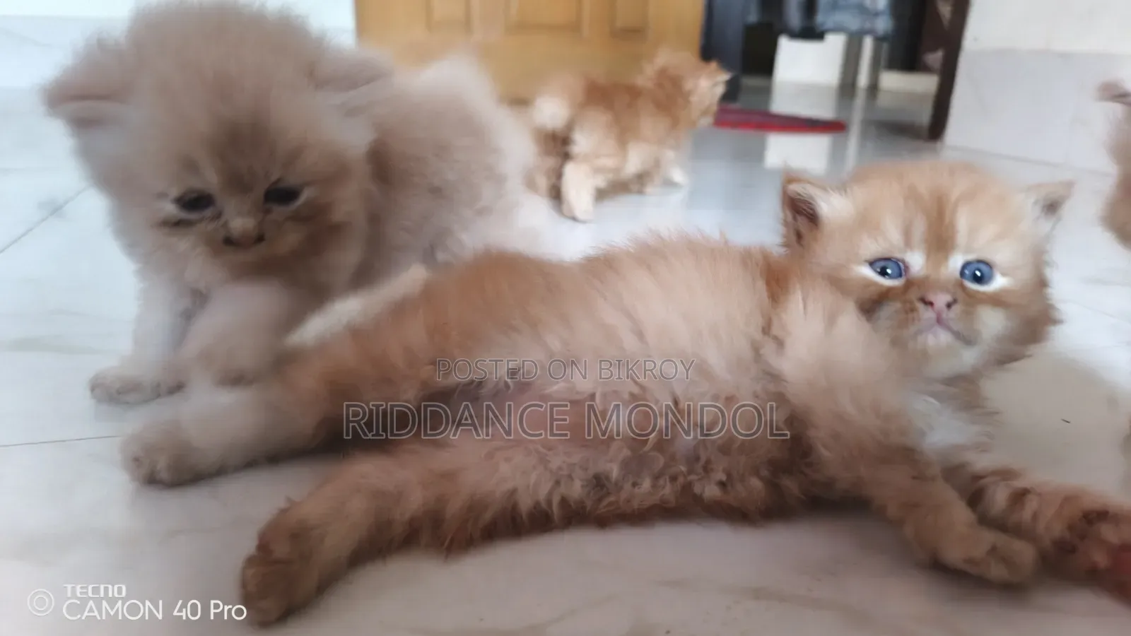 1-3 months Female Purebred Persian