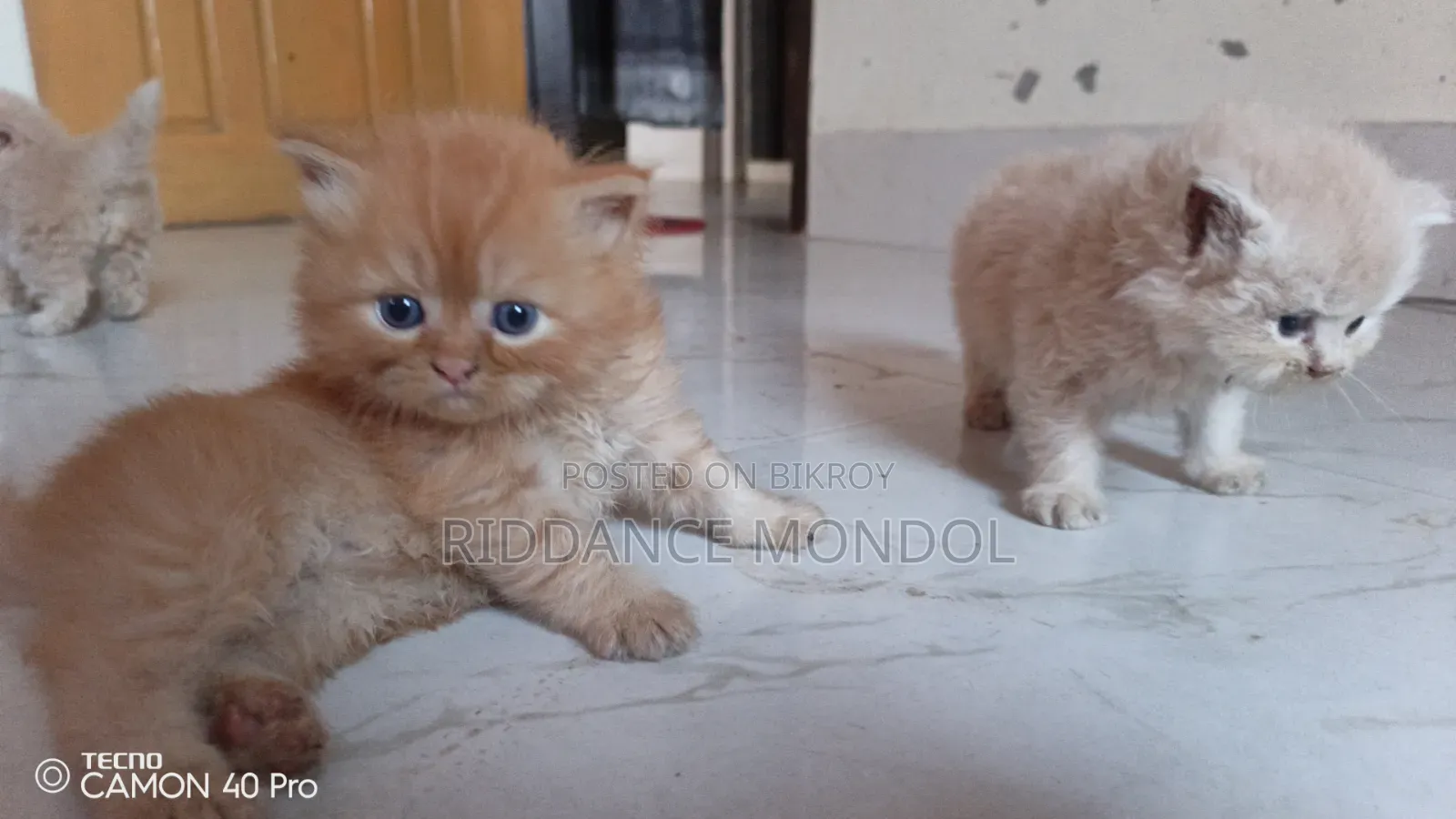 1-3 months Female Purebred Persian
