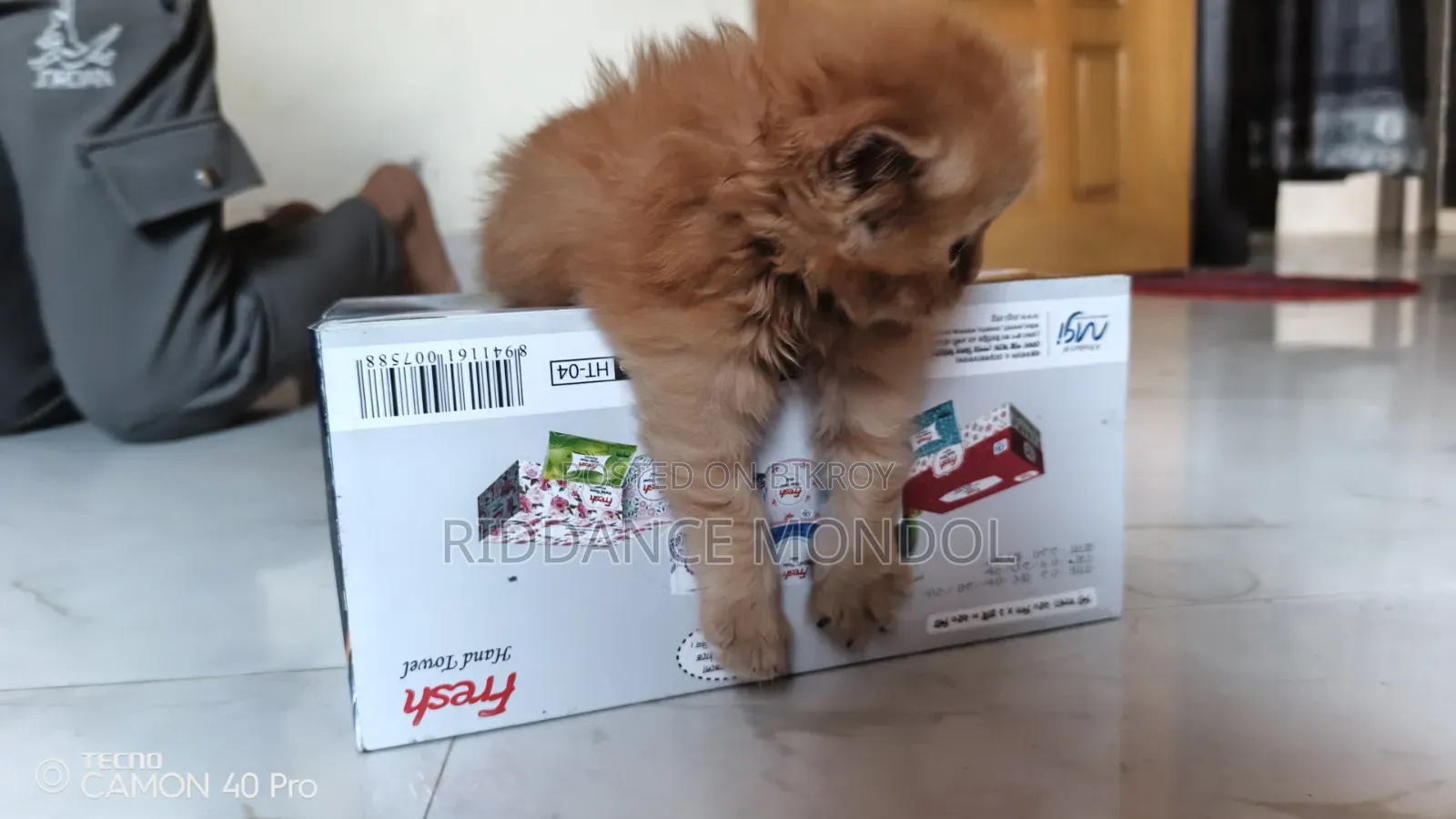 1-3 months Female Purebred Persian