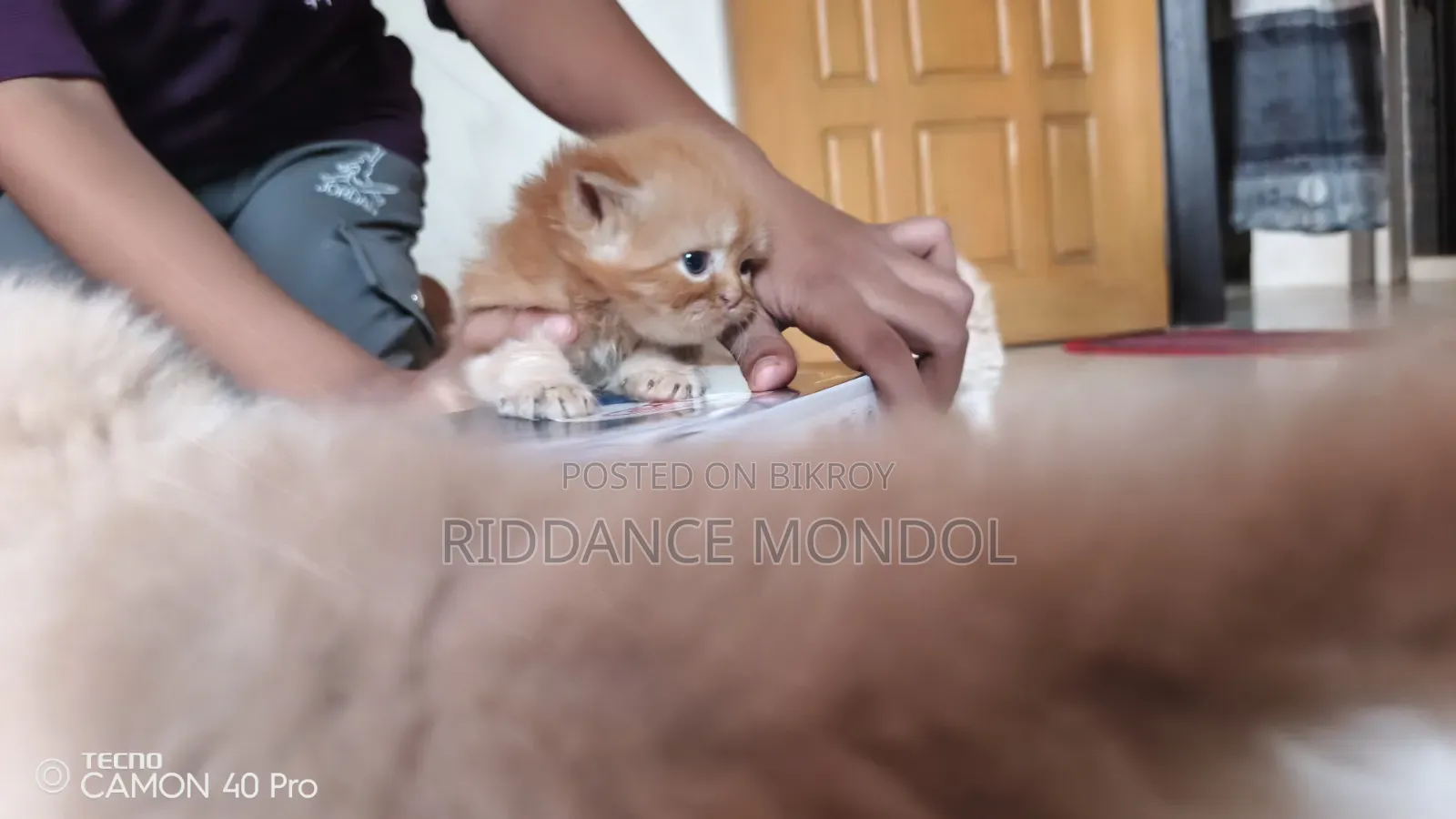 1-3 months Female Purebred Persian
