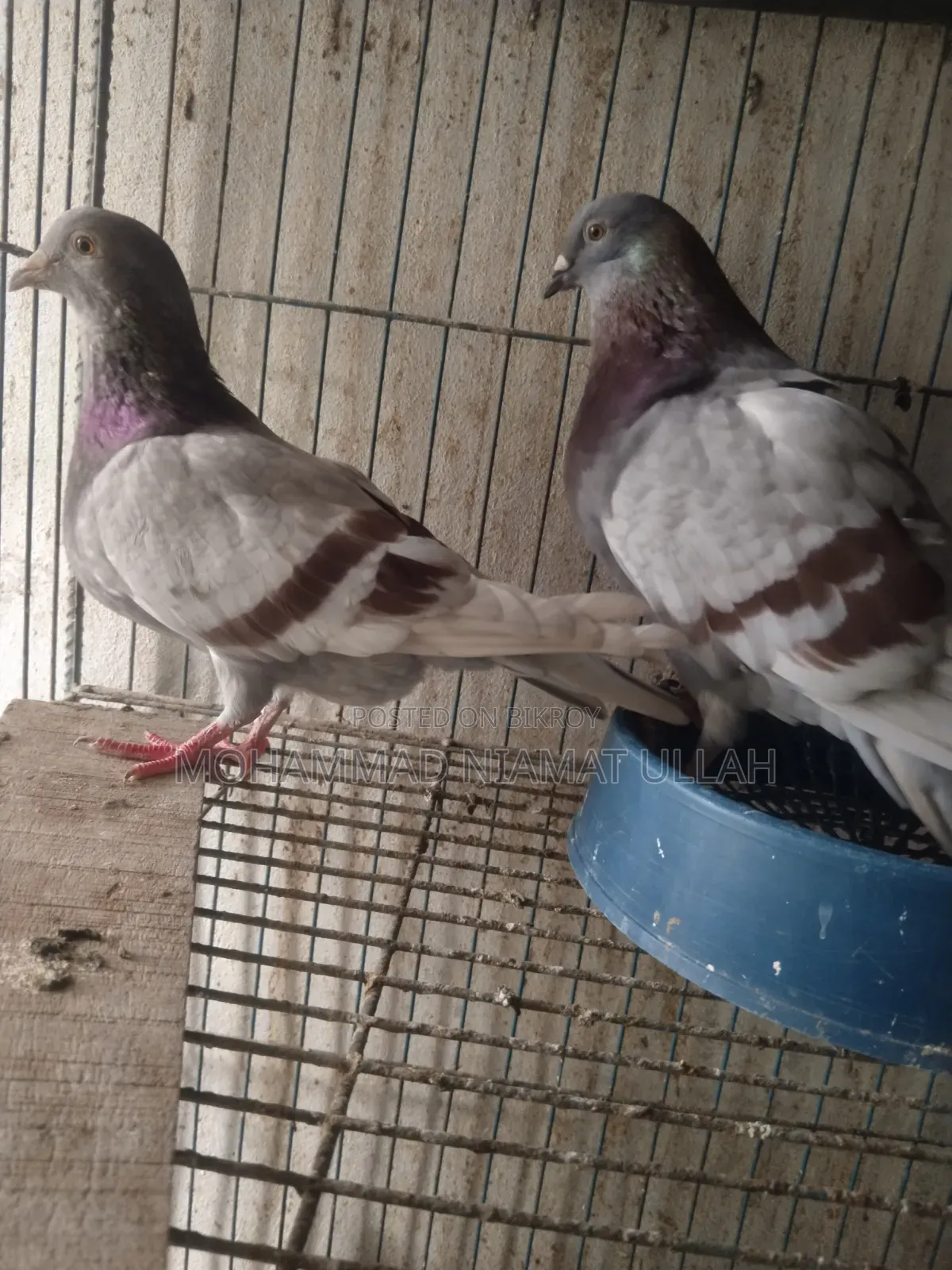 Milly Homing Pigeon