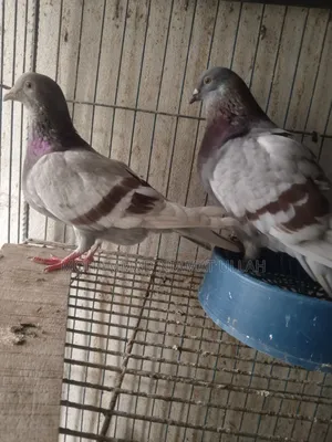 Milly Homing Pigeon