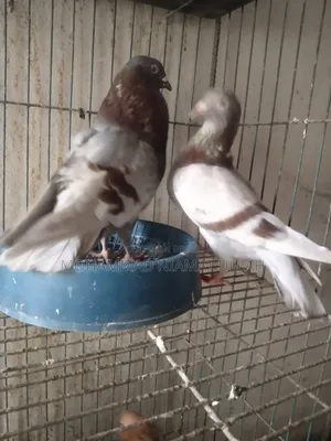 Milly Homing Pigeon