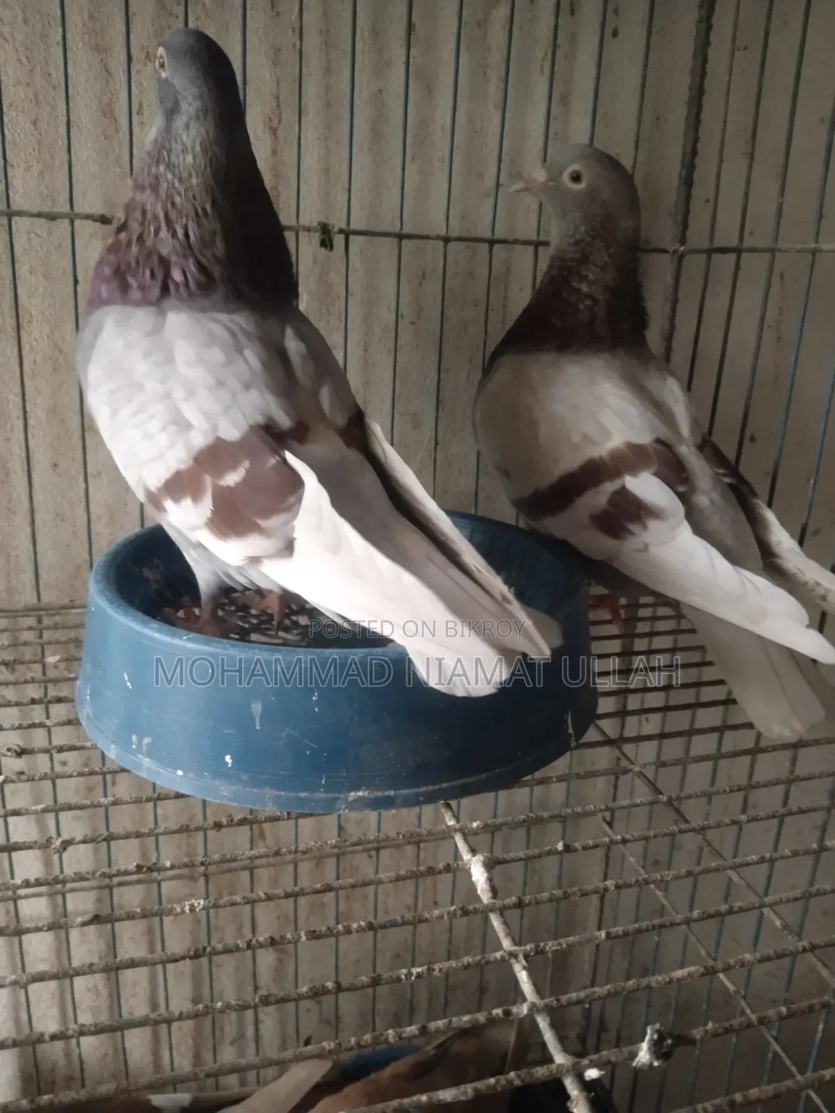 Milly Homing Pigeon