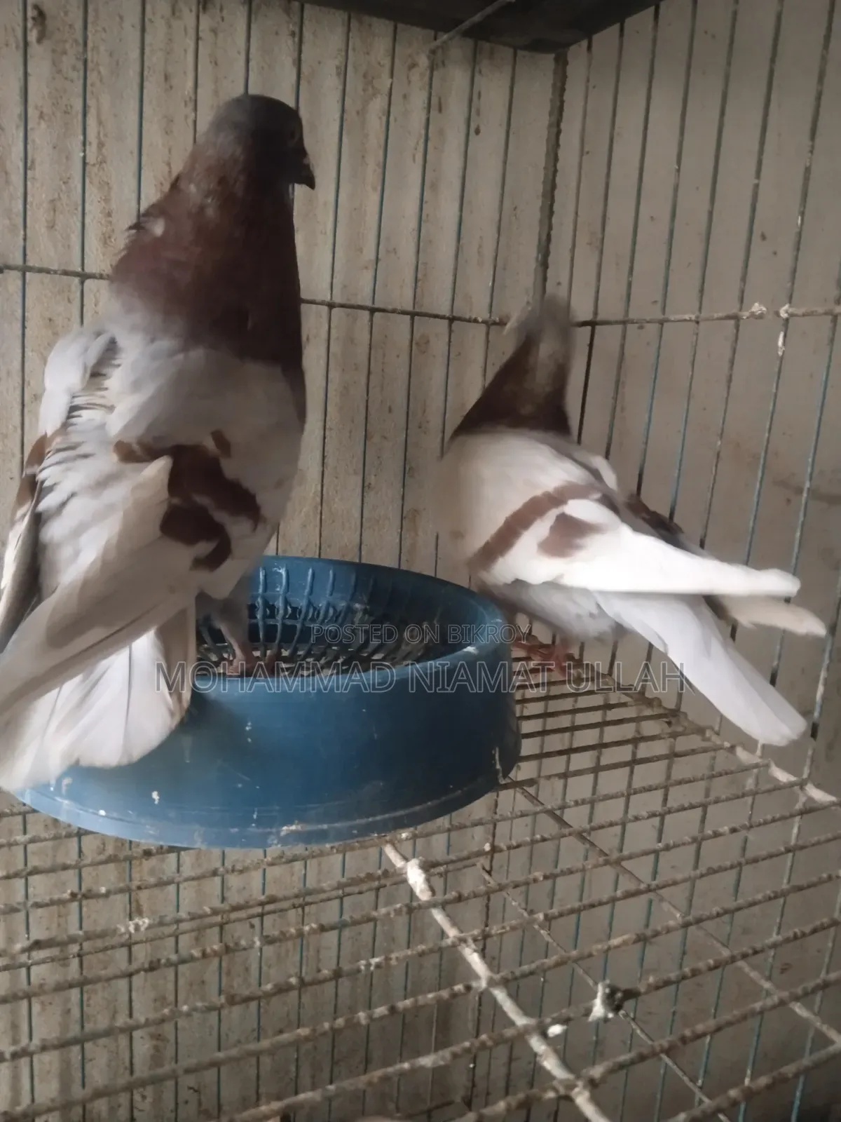 Milly Homing Pigeon