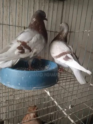 Milly Homing Pigeon