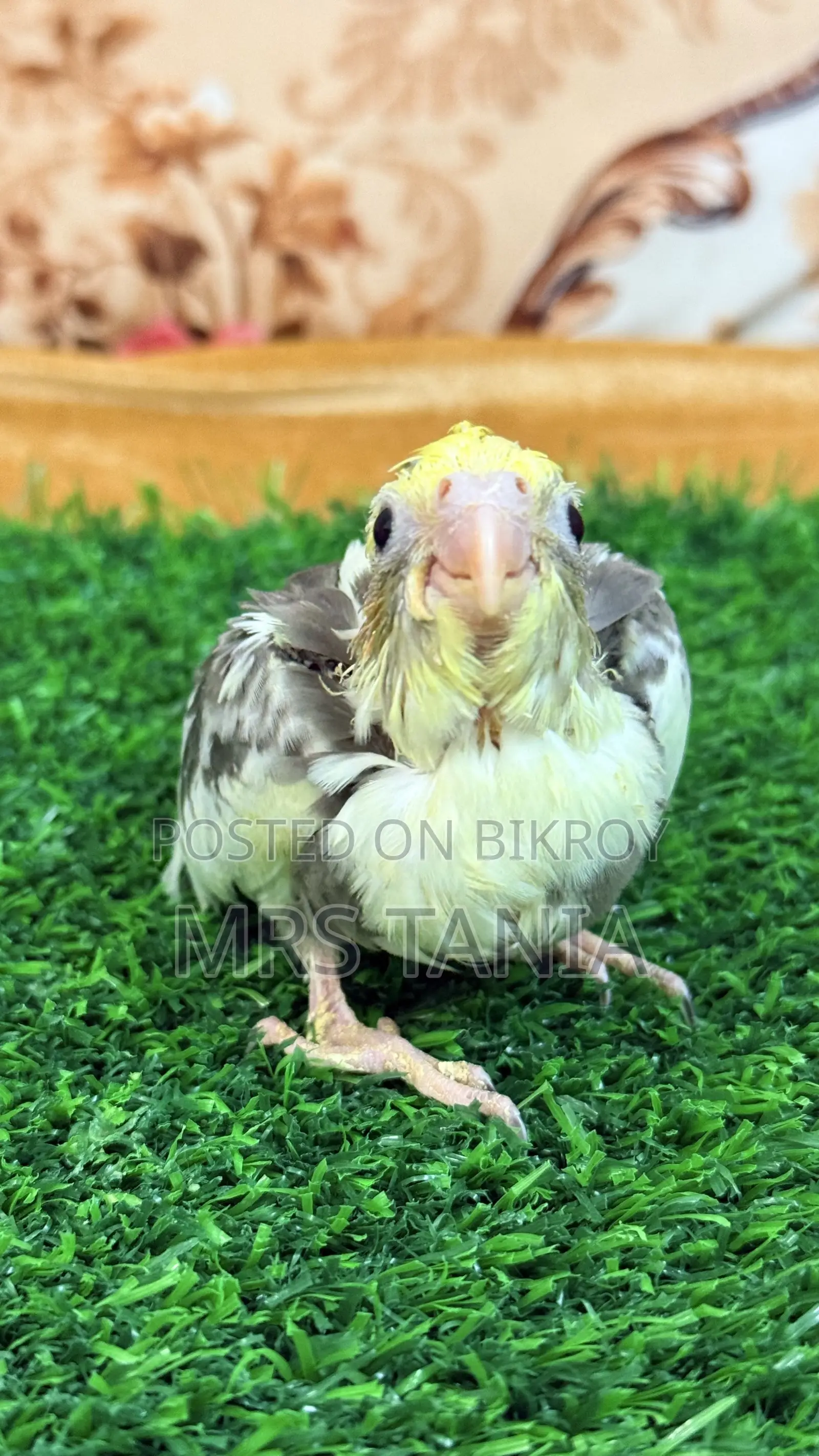 Cockatiel Bird
