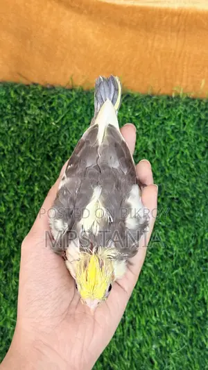 Cockatiel Bird