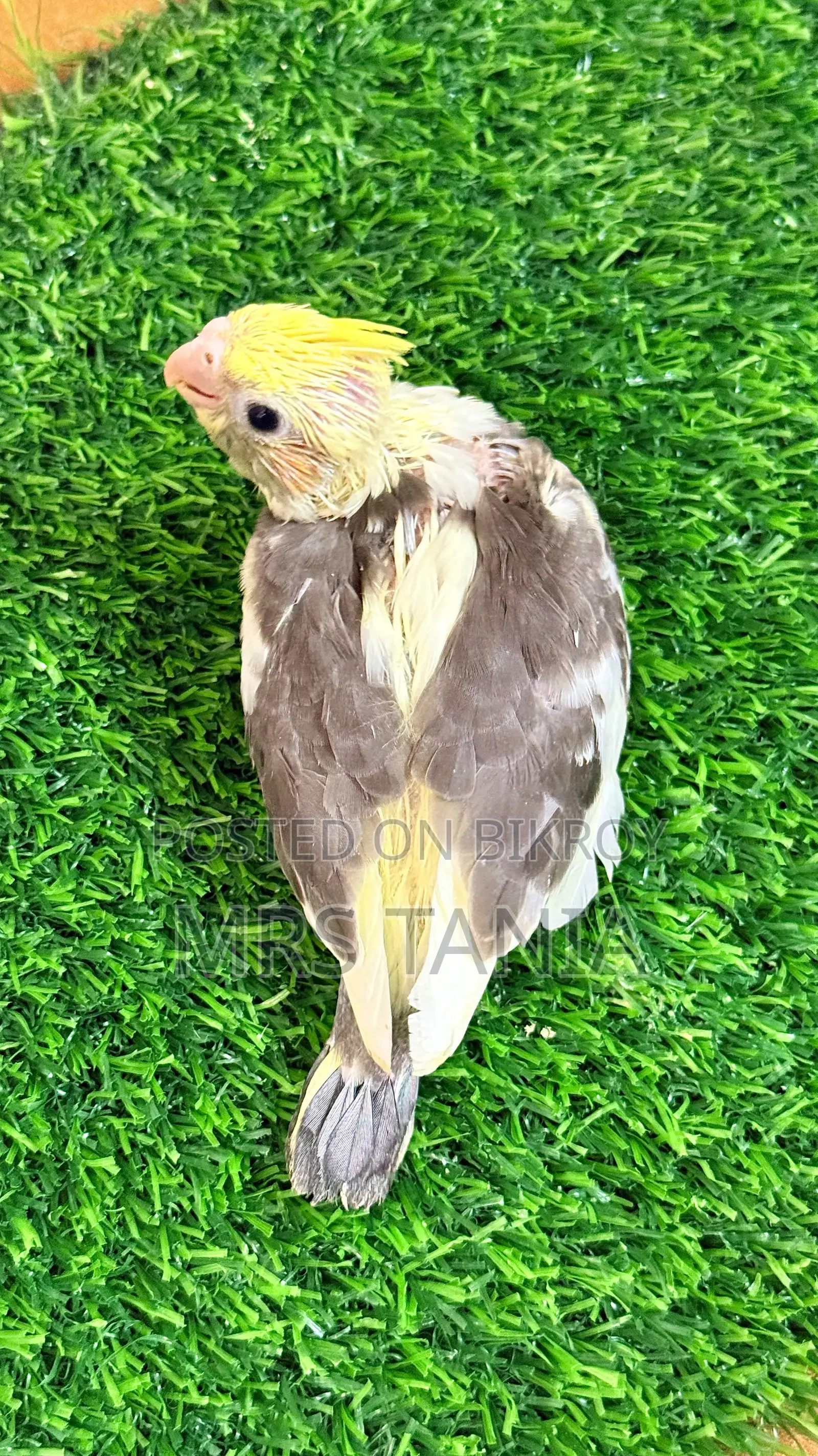 Cockatiel Bird