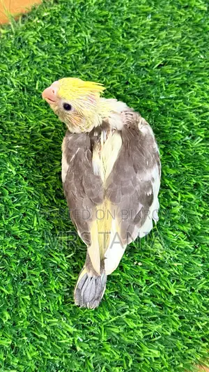 Cockatiel Bird