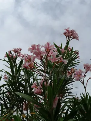 বন্দর কিংবা কাস্টমস C N F এবং শিপিং সেবা ও ট্রান্সপোর্ট সেবা