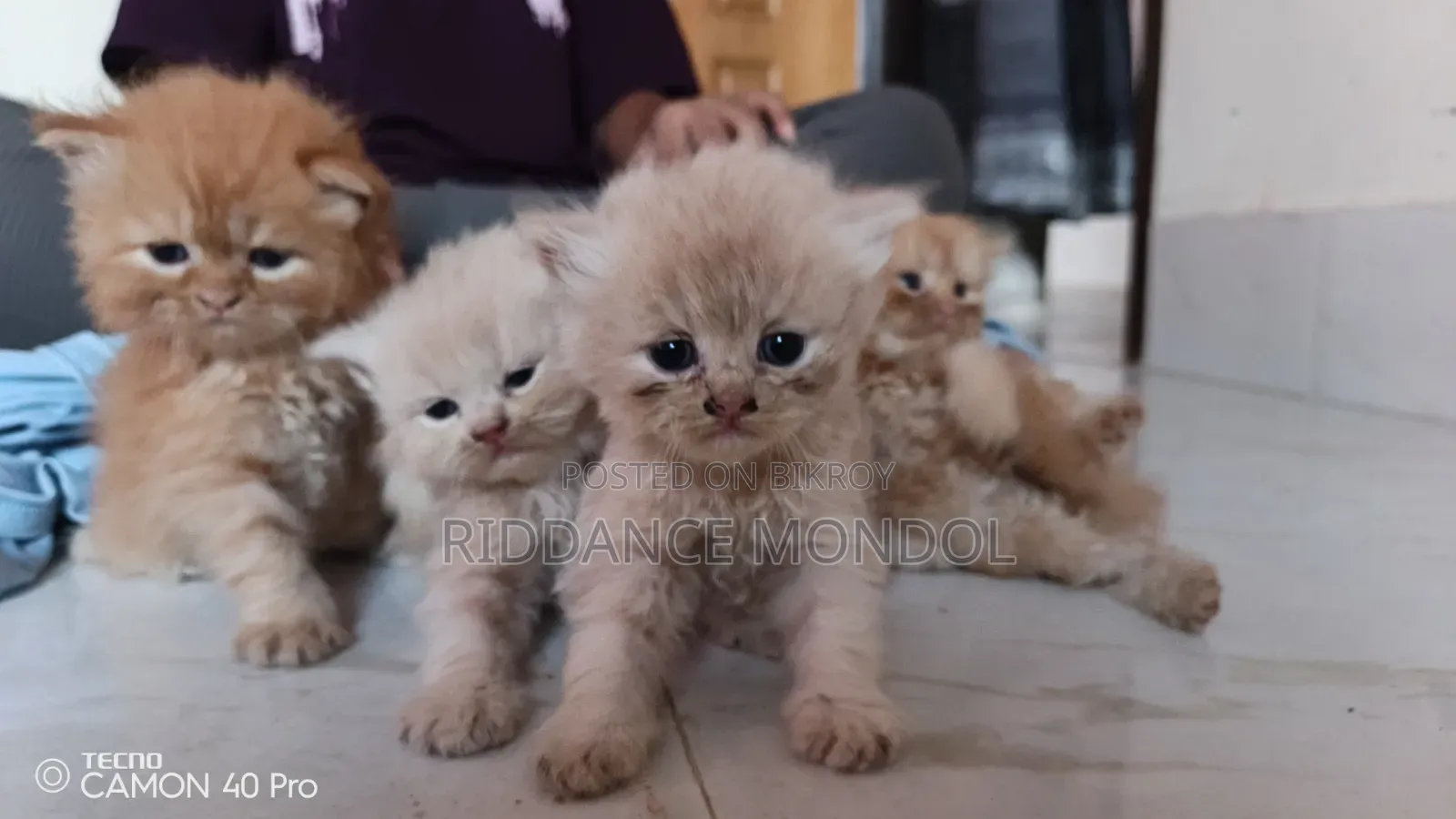1-3 months Female Purebred Persian