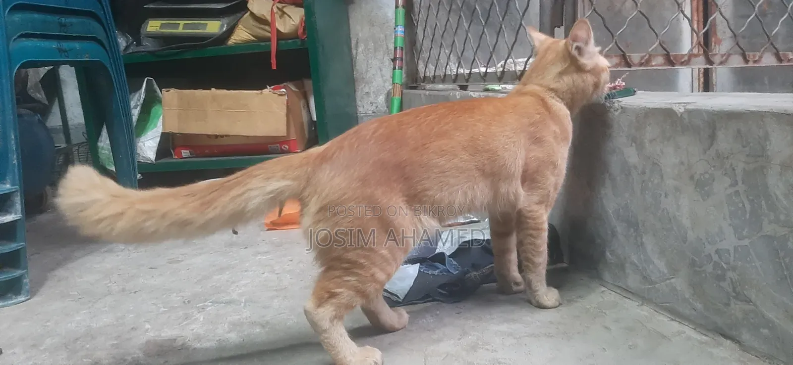 1+ year Male Mixed Breed Persian