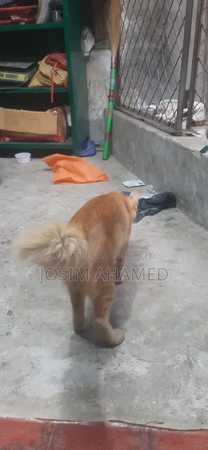 1+ year Male Mixed Breed Persian