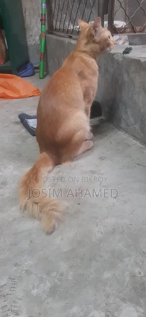 1+ year Male Mixed Breed Persian