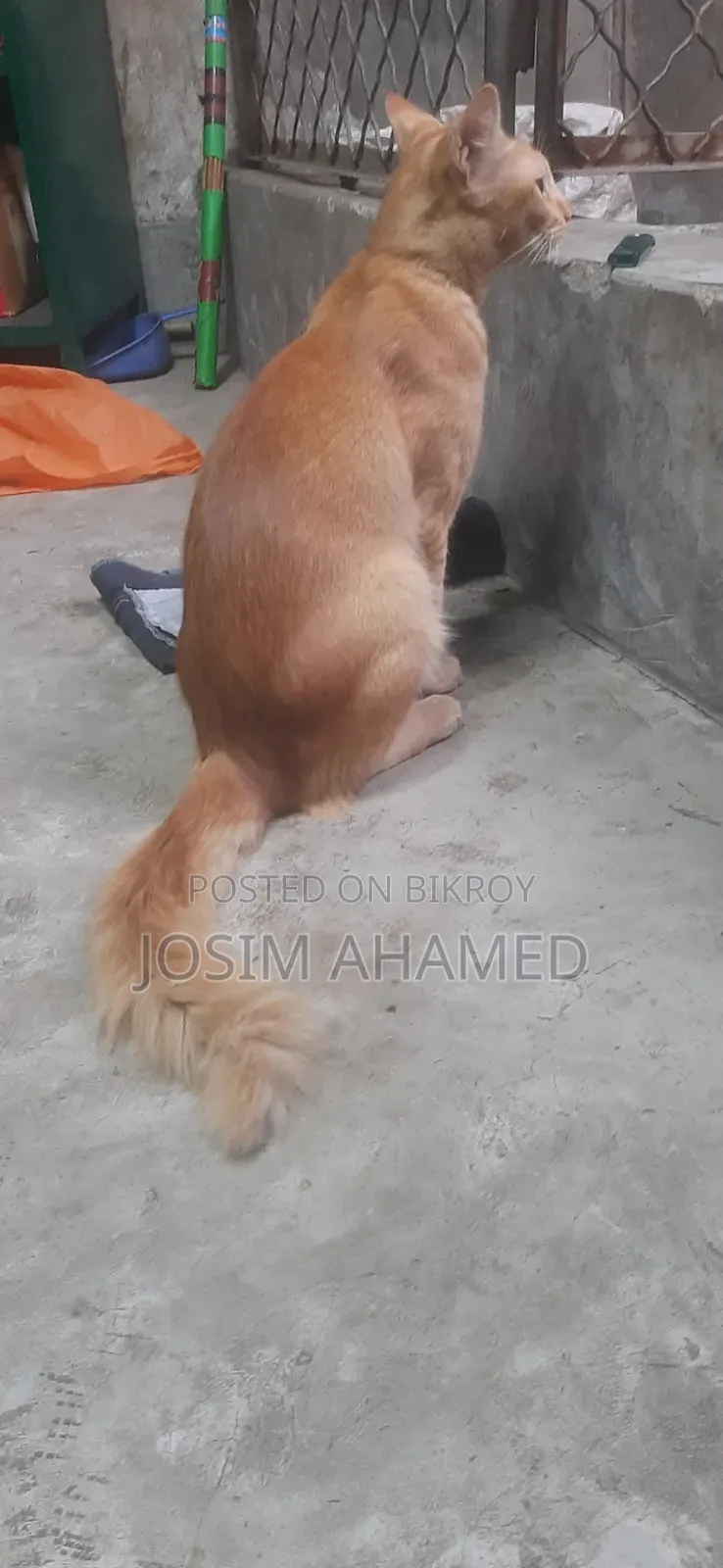 1+ year Male Mixed Breed Persian