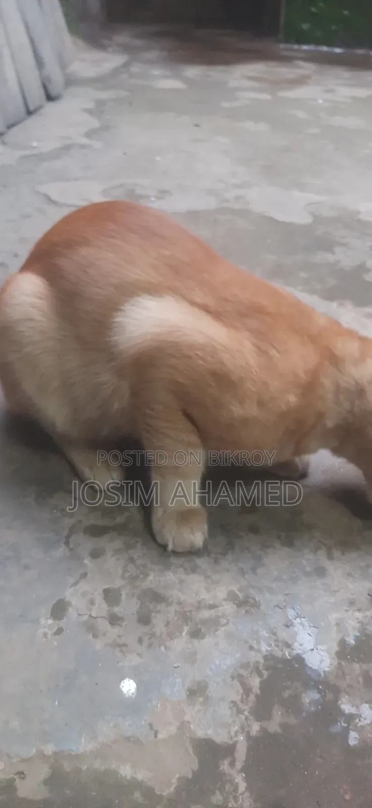 1+ year Male Mixed Breed Persian