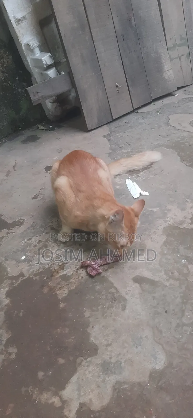 1+ year Male Mixed Breed Persian