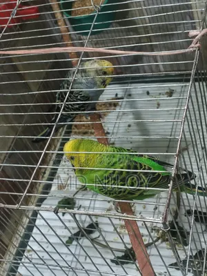 ফুল এডাল দুইবার ডিম বাচ্চা করা সময় দিতে না পারার জন্য সেল দেওয়া হবে