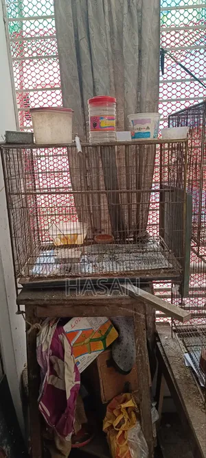 বার্ড কেস ২৪"/২৪"