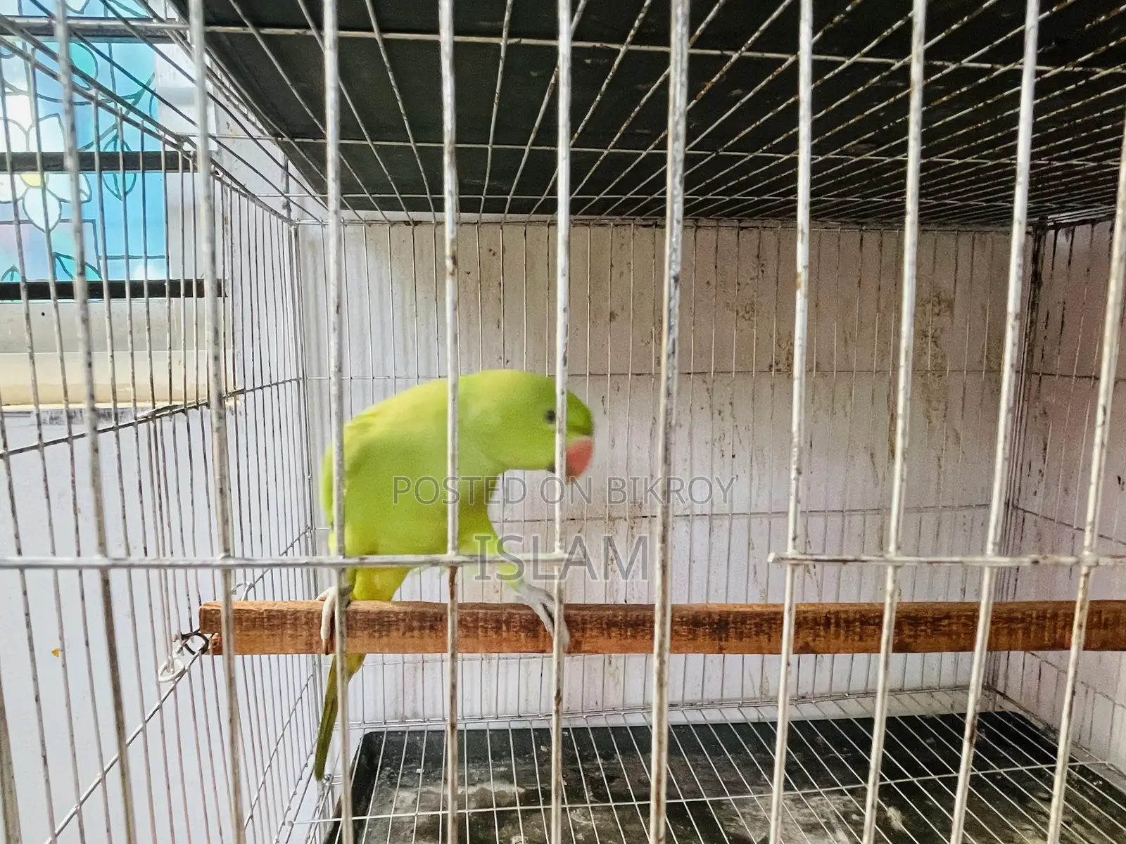 Parrot Tiya Pakhi
