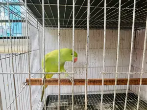Parrot Tiya Pakhi