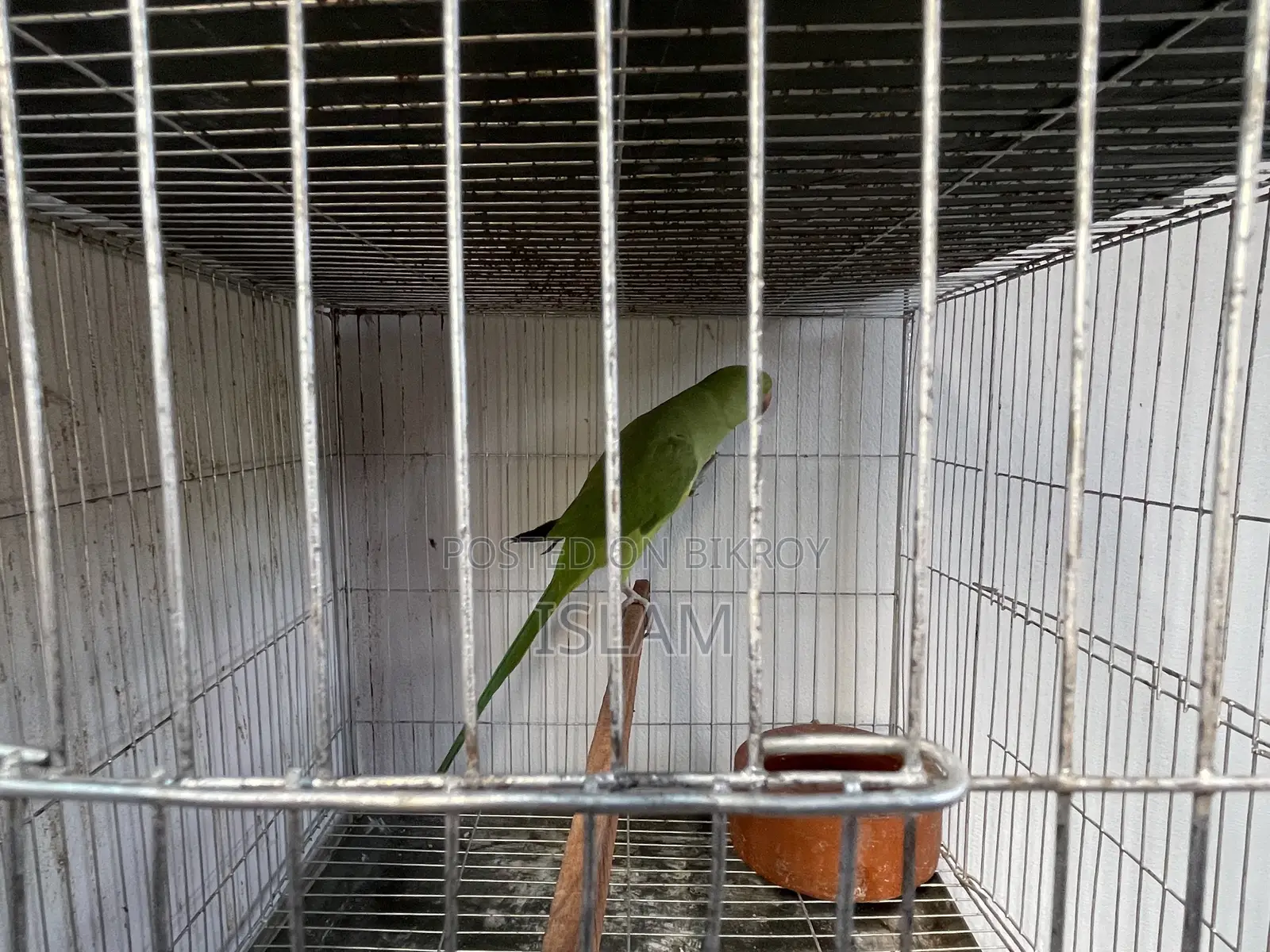 Parrot Tiya Pakhi