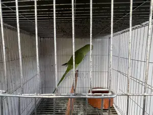 Parrot Tiya Pakhi
