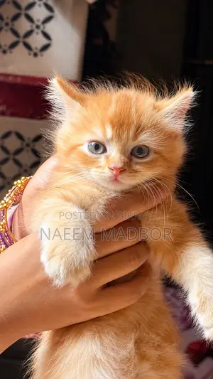 1-3 months Male Purebred Persian