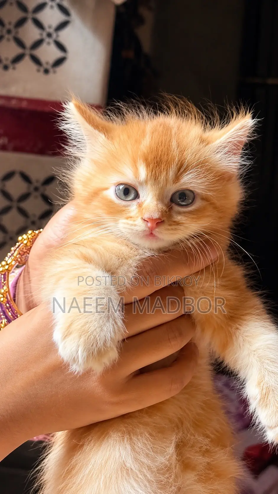 1-3 months Male Purebred Persian