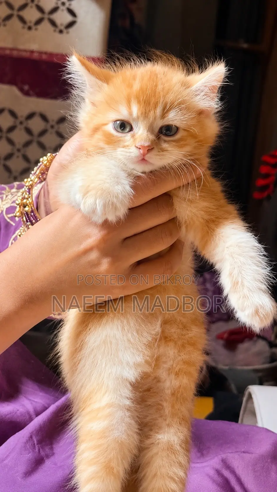 1-3 months Male Purebred Persian