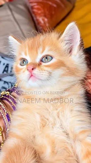 1-3 months Male Purebred Persian