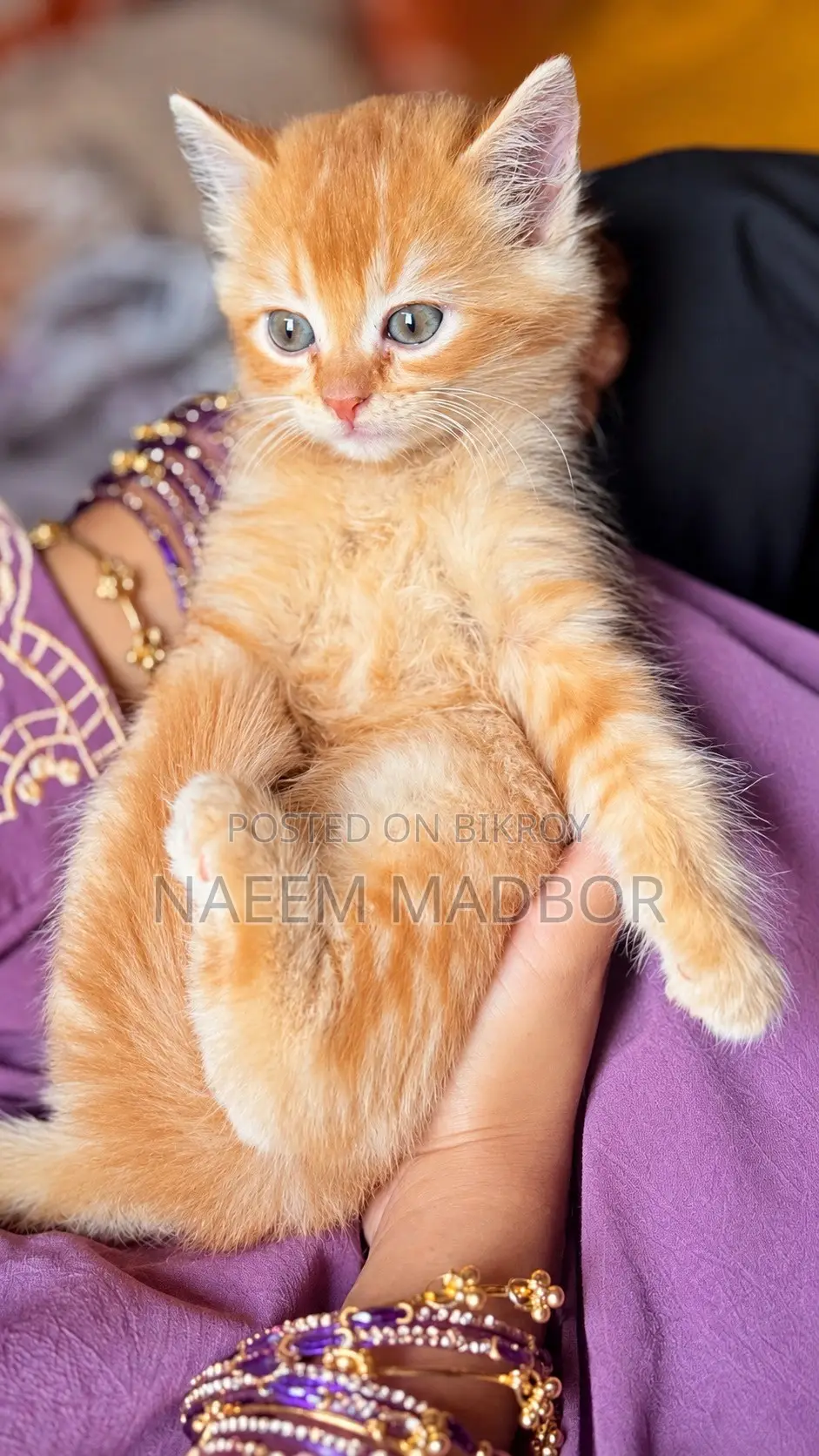 1-3 months Male Purebred Persian