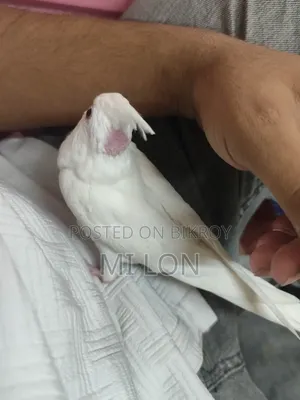 Albino Red Eye Cockatiel Baby for Sale Age 50 Days