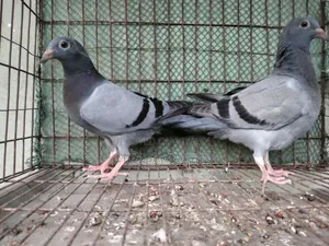 Sabzi Homa 0 Generation Baby Pair