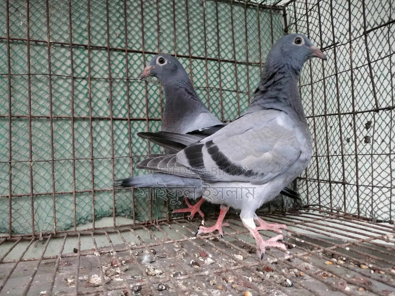 Sabzi Homa 0 Generation Baby Pair