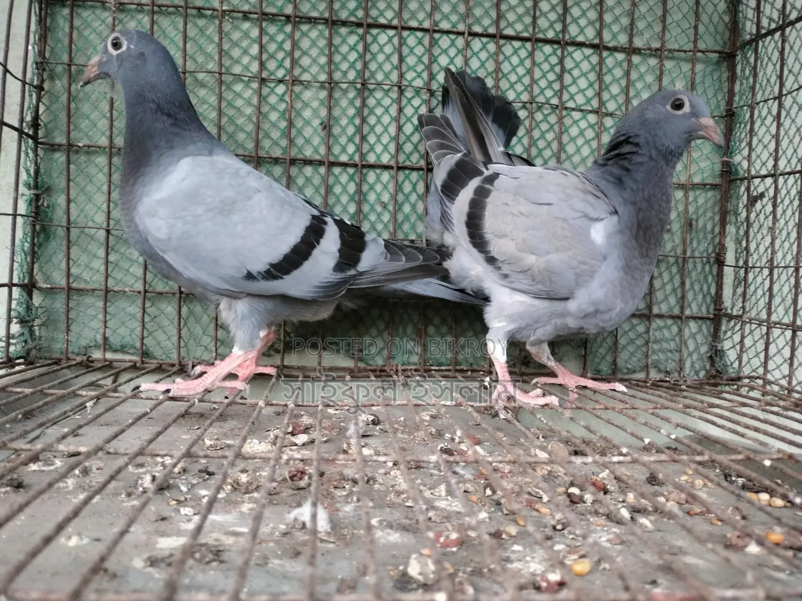 Sabzi Homa 0 Generation Baby Pair